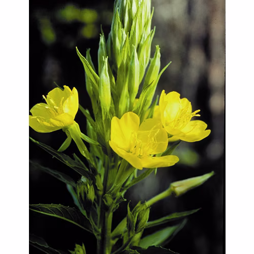 Evening Primrose Floral da Califórnia