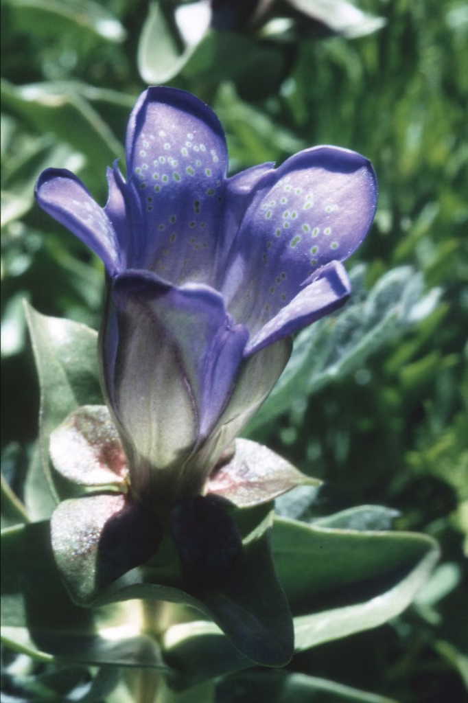Explorer's Gentian Floral da Califórnia - Imagem 2