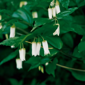 Fairy Bell Floral do Pacífico