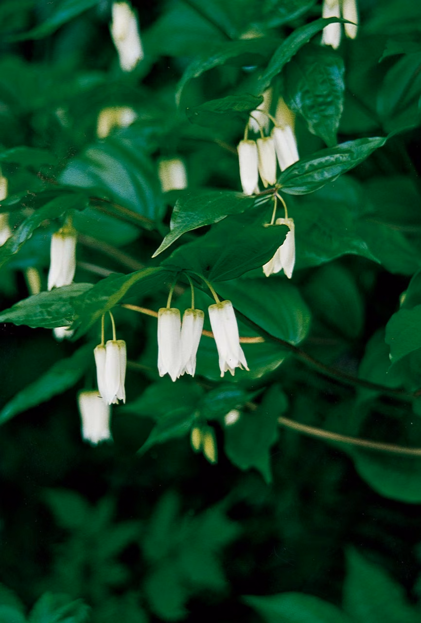 Fairy Bell Floral do Pacífico