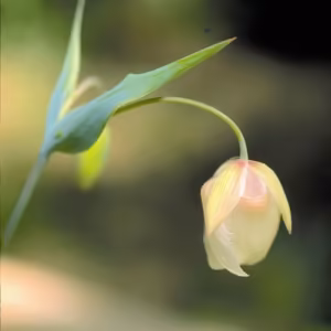 Fairy Lantern Floral da Califórnia
