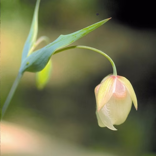Fairy Lantern Floral da Califórnia