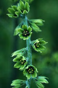 False Hellebore Floral do Alaska