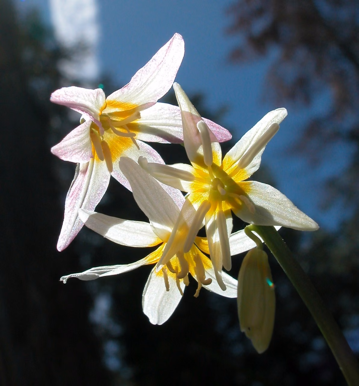 Fawn Lily Floral da Califórnia - Imagem 2
