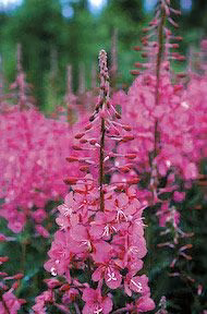 Fireweed Floral do Alaska