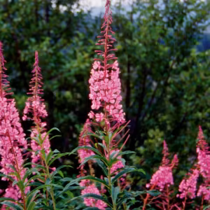 Fireweed Floral do Pacífico