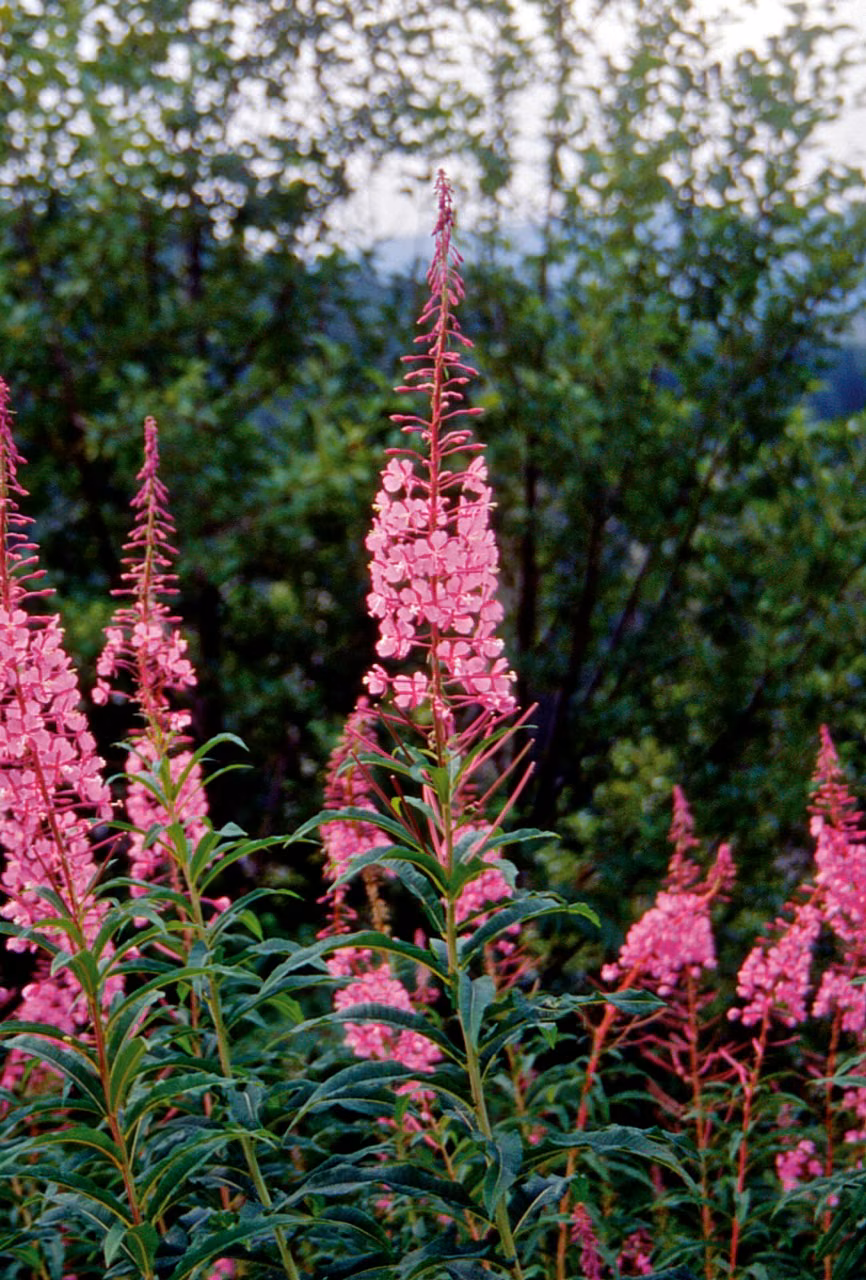 Fireweed Floral do Pacífico