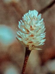 Floral Alternanthera 10 ml
