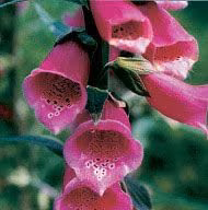 Floral Foxglove 10 ml