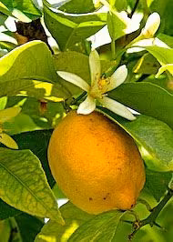 Floral Lemon Floral da Califórnia - Imagem 2
