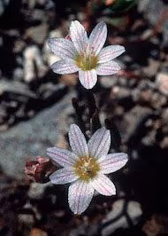 Floral Lewisia Floral da Califórnia - Imagem 2