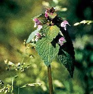 Floral Red Henbit 10 ml