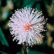 Floral Sensitive Weed 10 ml