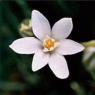 Floral Star of Bethlehem 10 ml