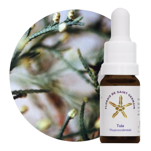 Floral Tuia 10 ml