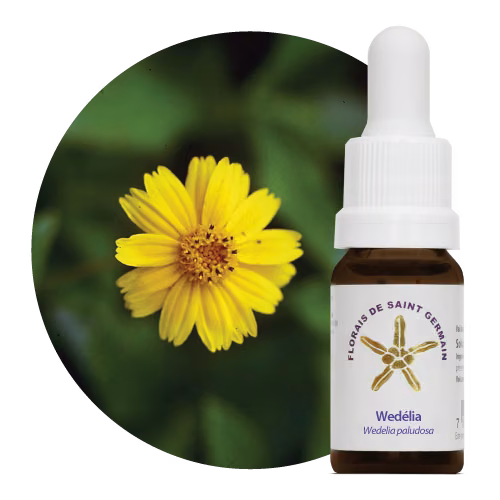 Floral Wedélia 10 ml