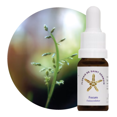 Focum Floral de Saint Germain 10 ml