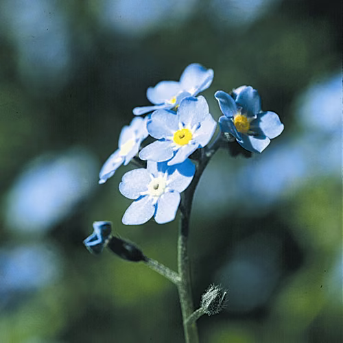 Forget Me Not Floral da Califórnia 30 ml