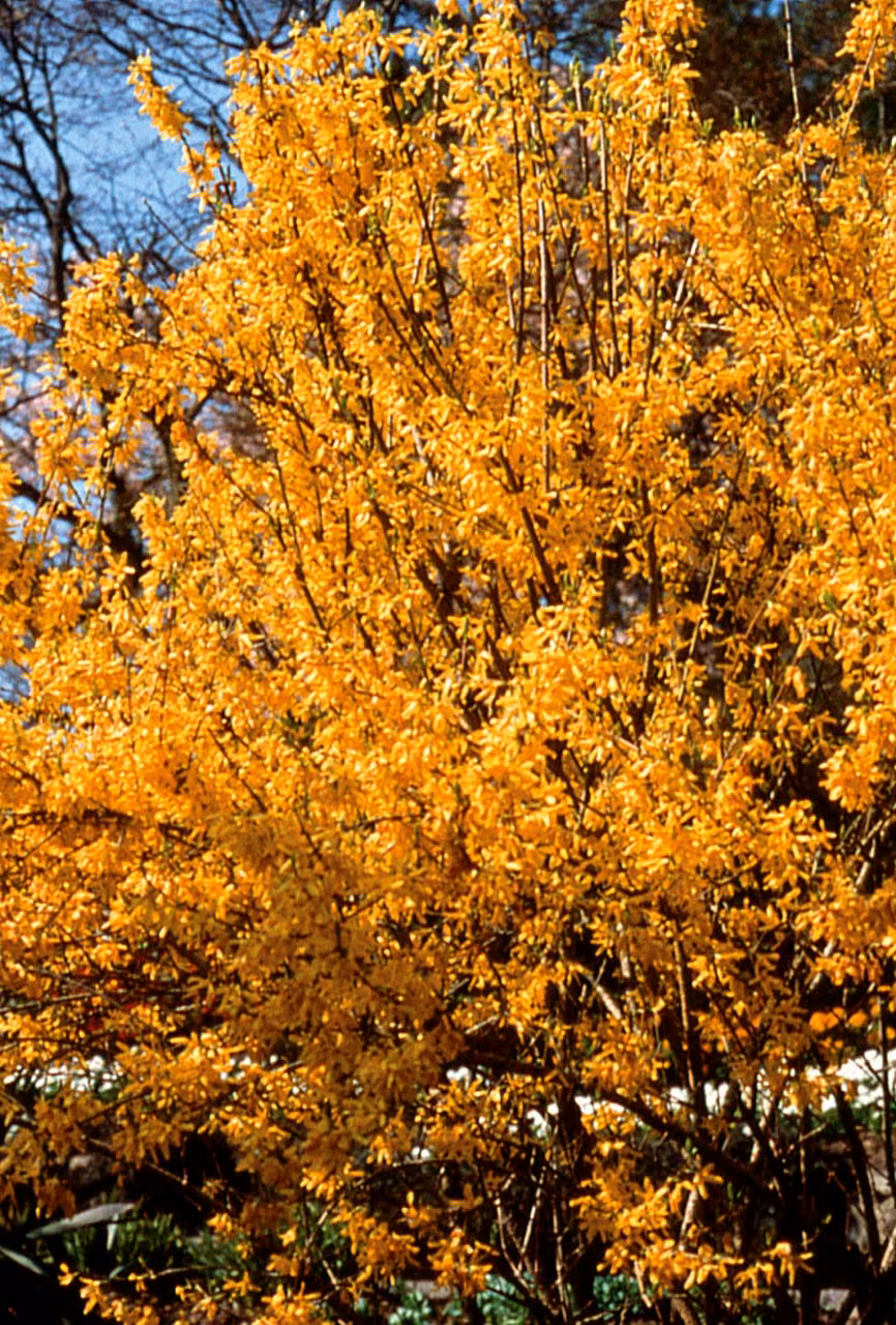 Forsythia Floral do Pacífico