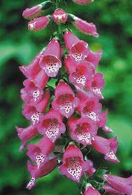 Foxglove Floral do Alaska