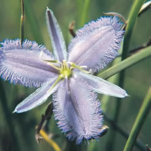 Fringed Lily Twiner Floral da Living Essences 15 ml