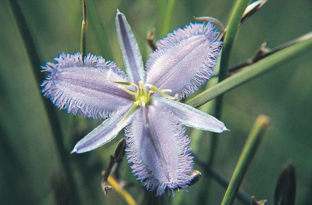 Fringed Lily Twiner Floral da Living Essences 15 ml