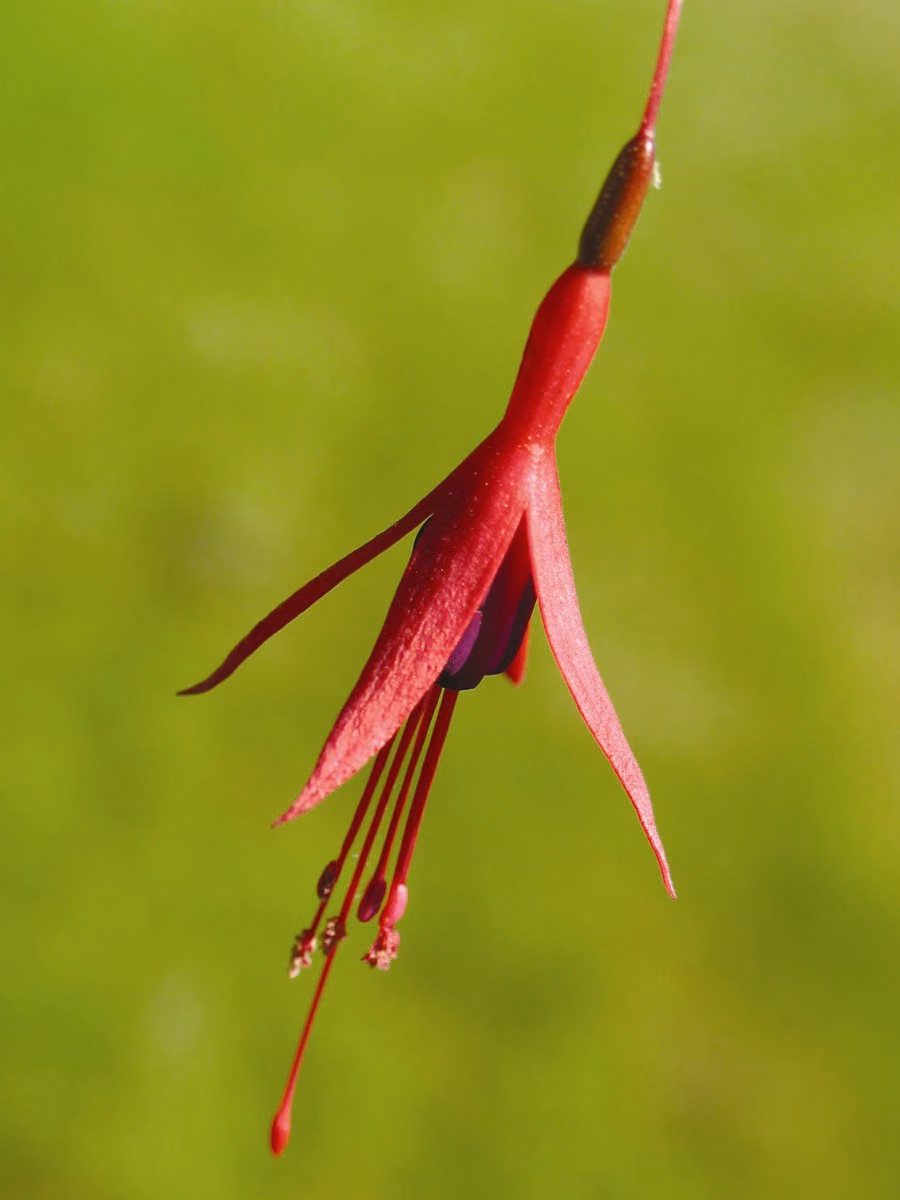 Fuchsia Floral da Califórnia - Imagem 2