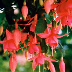 Fuchsia Floral do Pacífico