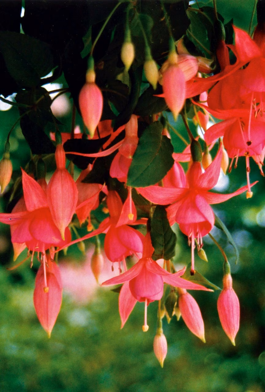 Fuchsia Floral do Pacífico