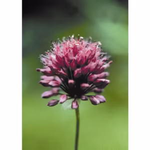 Garlic Floral da Califórnia