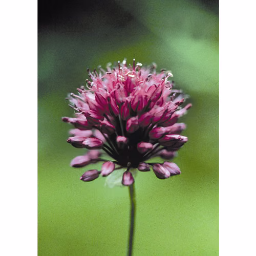 Garlic Floral da Califórnia
