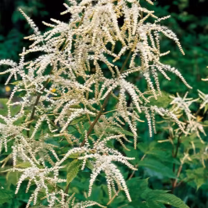Goatsbeard Floral do Pacífico
