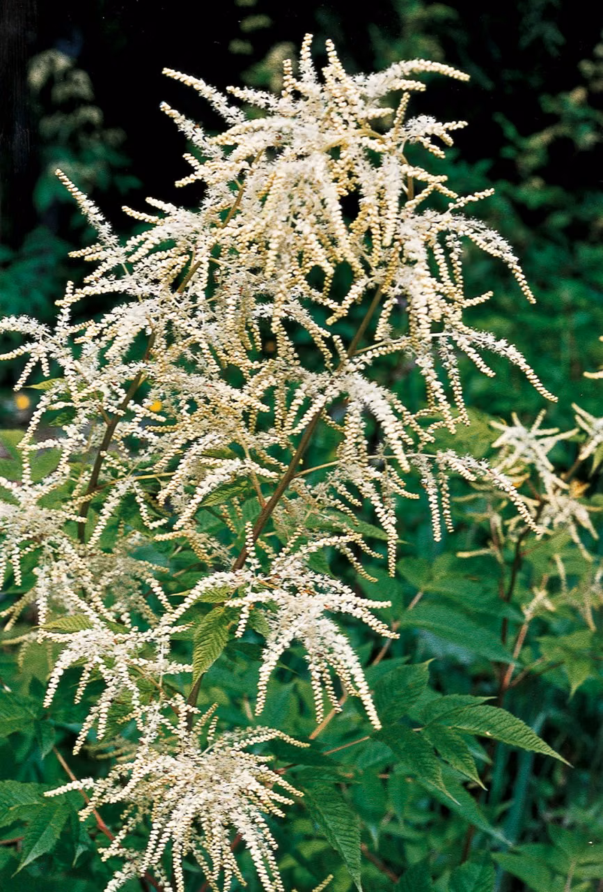 Goatsbeard Floral do Pacífico