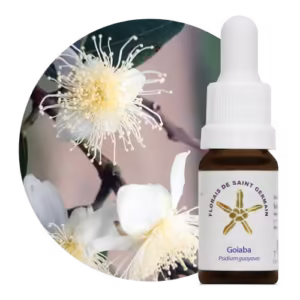 Goiaba Floral de Saint Germain 10 ml