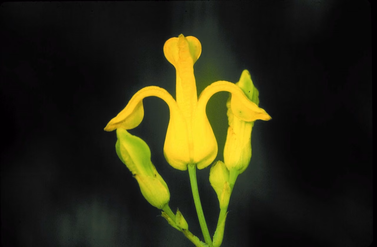 Golden Ear Drops Floral da Califórnia - Imagem 2