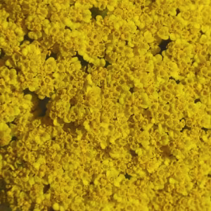 Golden Yarrow Floral da Califórnia 30 ml