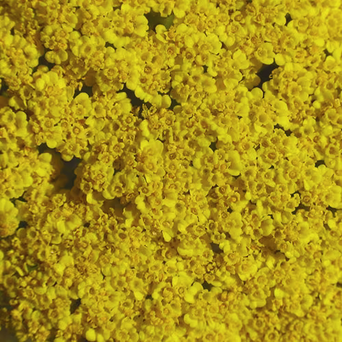 Golden Yarrow Floral da Califórnia 30 ml