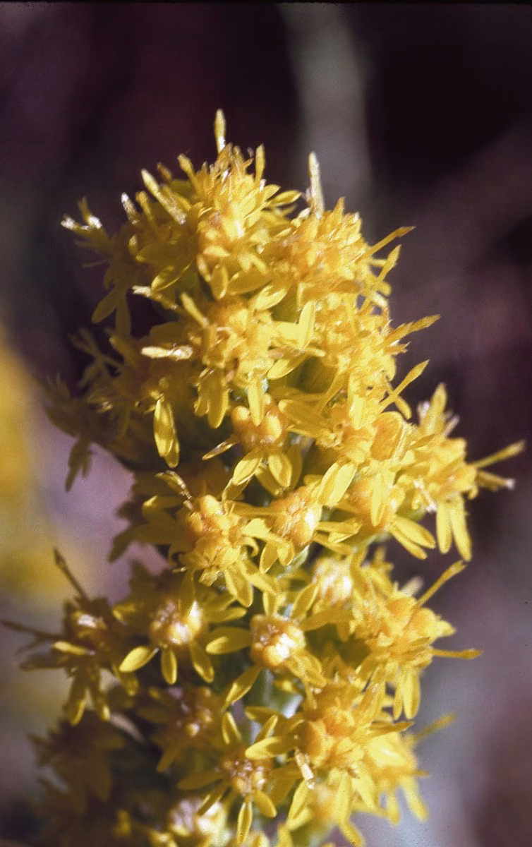 Goldenrod Floral da Califórnia - Imagem 2