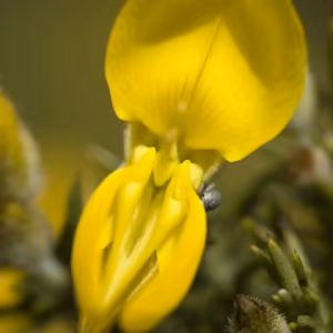 Gorse Floral de Bach 10 ml