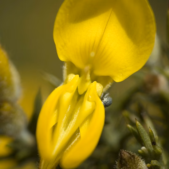 Gorse Floral de Bach 20 ml