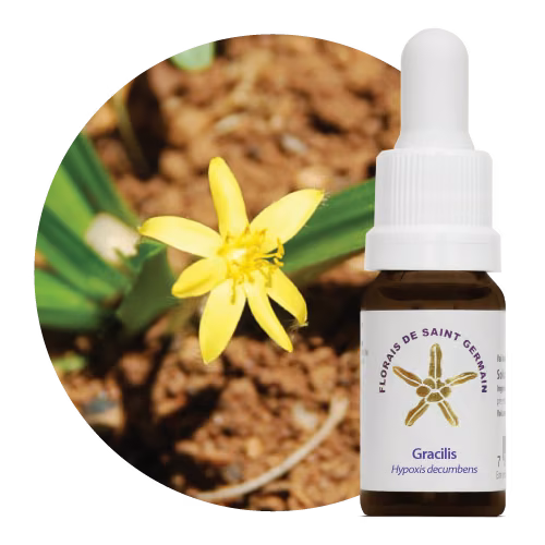 Gracilis Floral da Saint Germain 10 ml