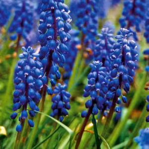 Grape Hyacinth Floral do Pacífico