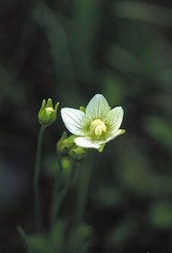 Grass of Parnassus Floral do Alaska