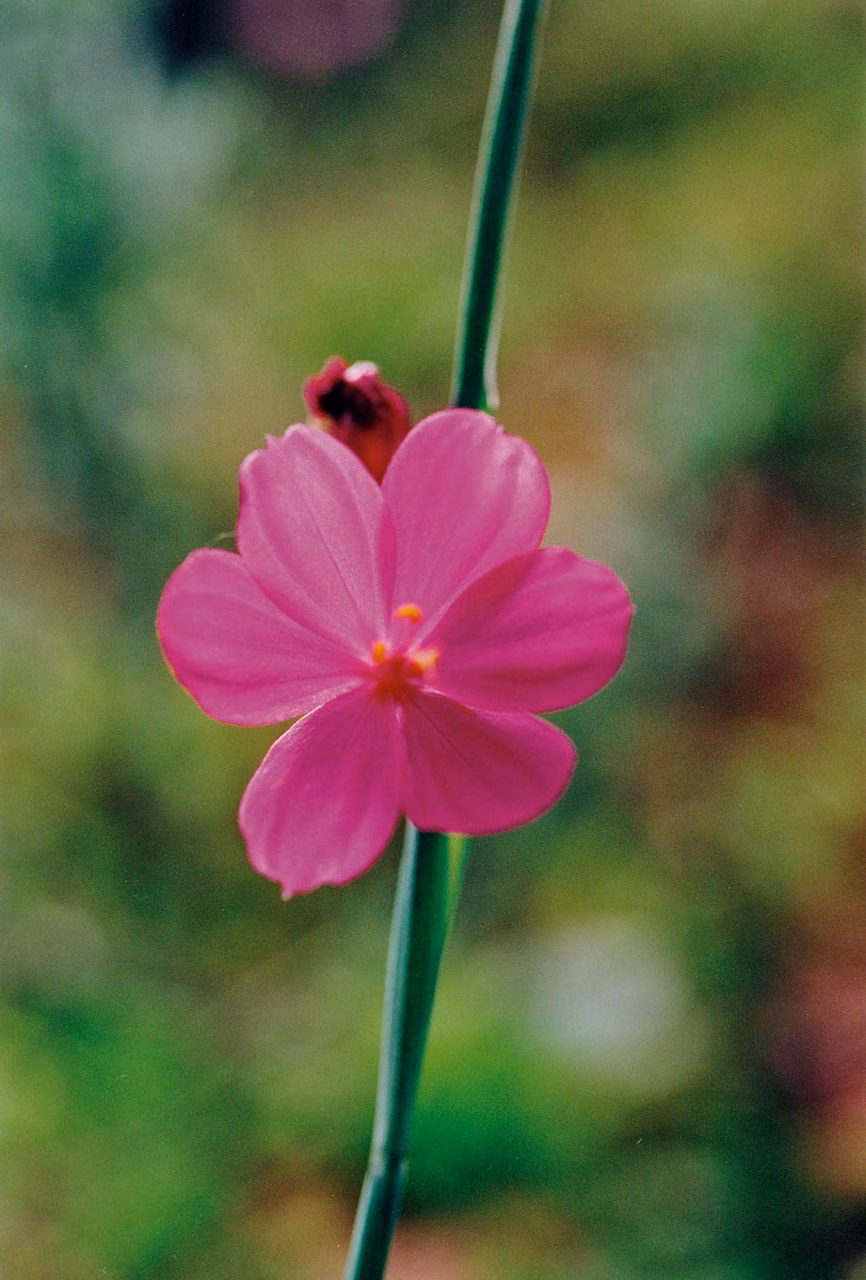 Grass widow Floral do Pacífico
