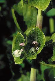 Green Bells of Ireland Floral do Alaska