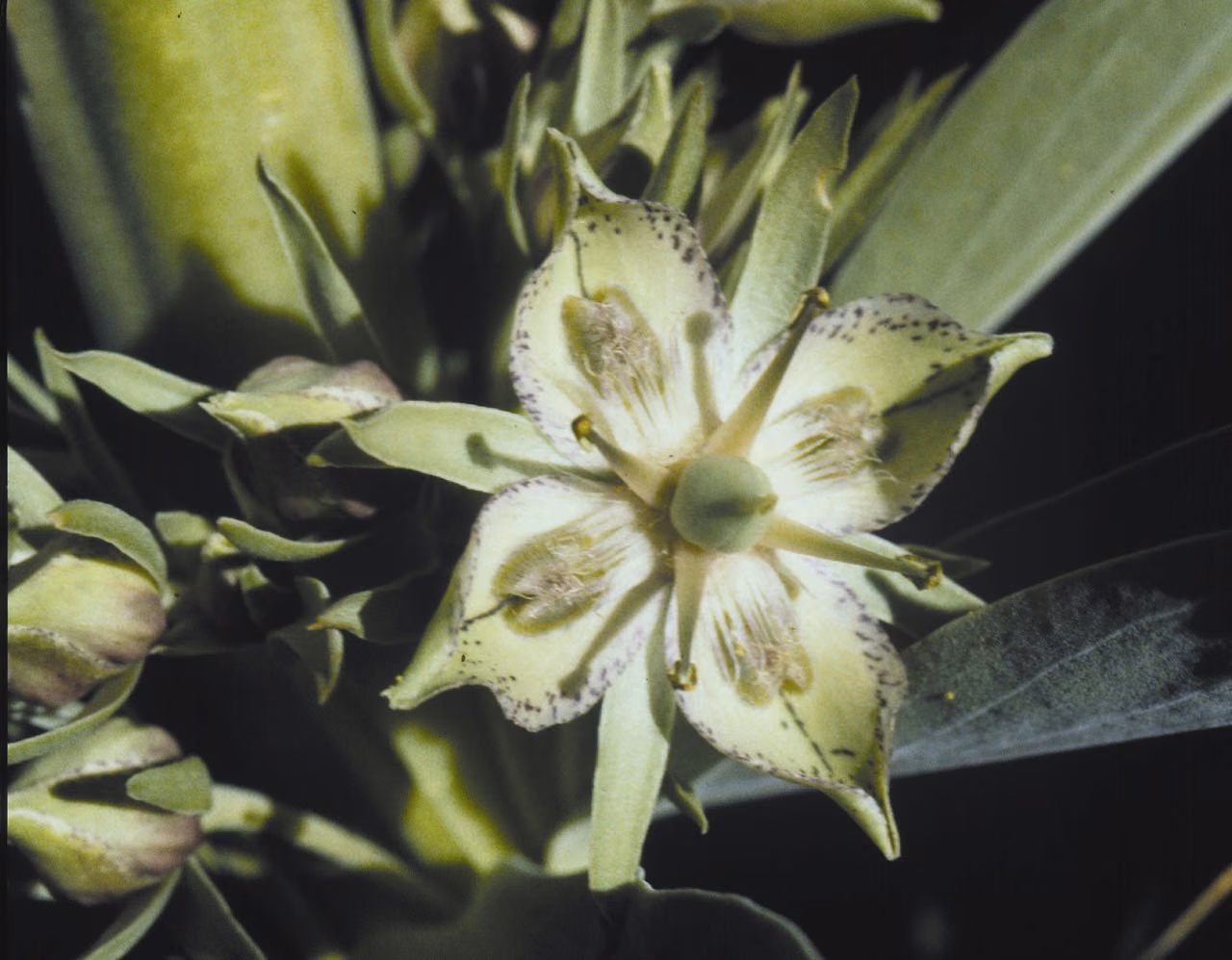 Green Cross Gentian Floral da Califórnia - Imagem 2