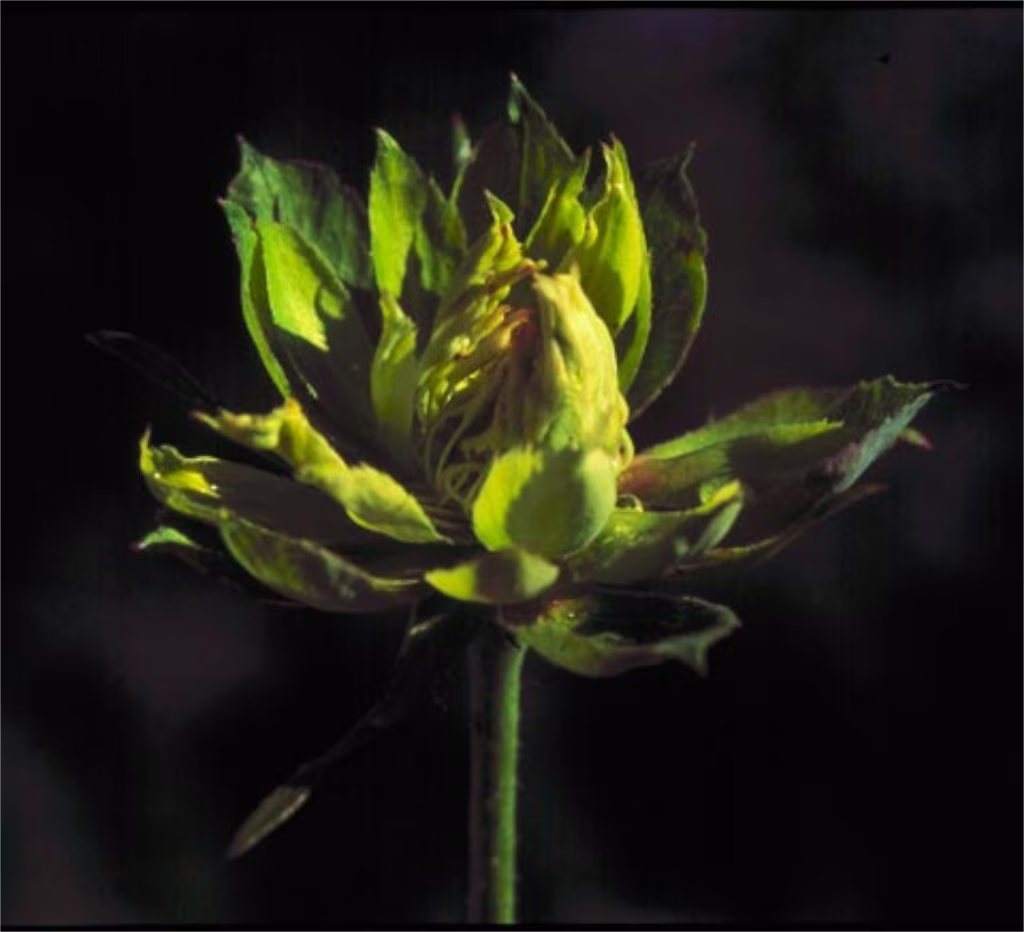 Green Rose Floral da Califórnia - Imagem 2