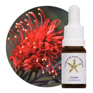 Grevílea Floral de Saint Germain - 10 ml