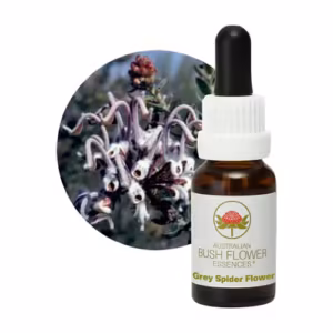 Grey Spider Flower Floral do Bush Australiano 15 ml