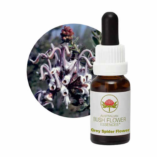 Grey Spider Flower Floral do Bush Australiano 15 ml